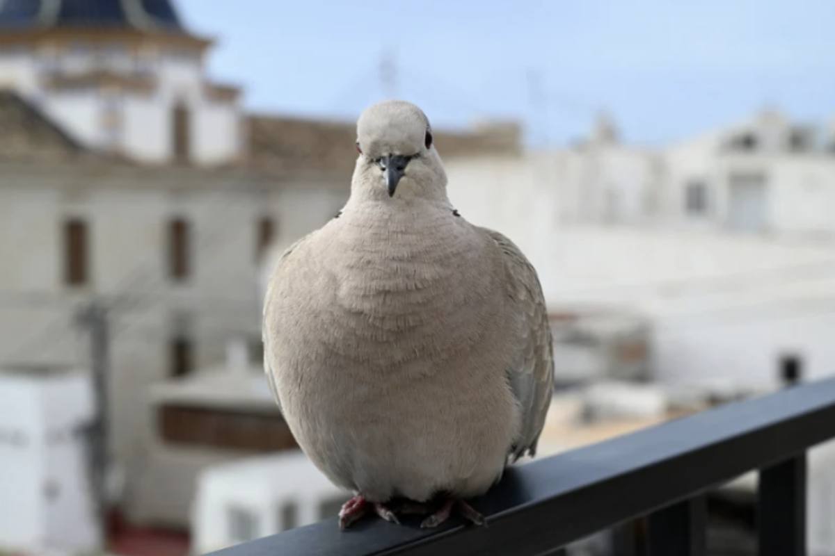 Questi uccelli, sebbene spesso visti come innocui, possono causare diversi disagi, dalla sporcizia agli eventuali rischi sanitari.