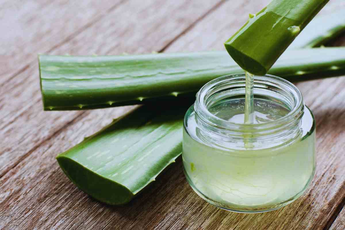 ricavare il gel dall'aloe vera