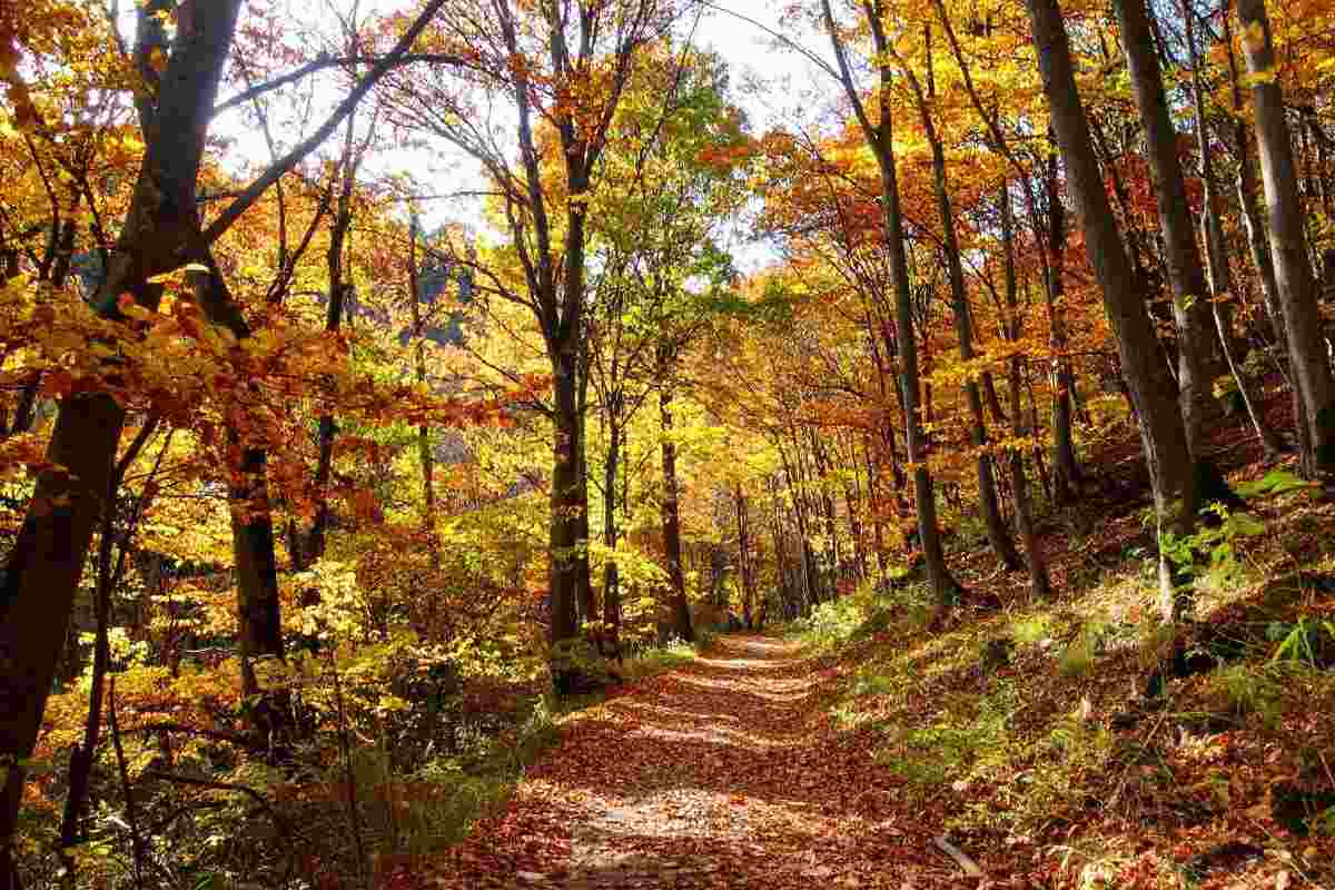 dove vedere foliage in italia